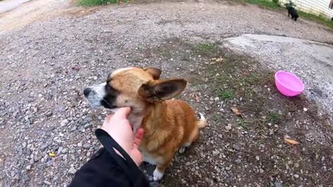 Someone Abandoned dachshund near Grocery Store... He became Homeless