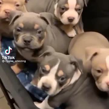 Little dogs play funny