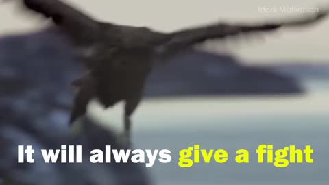 The Eagle Mentality - Best Motivational Video