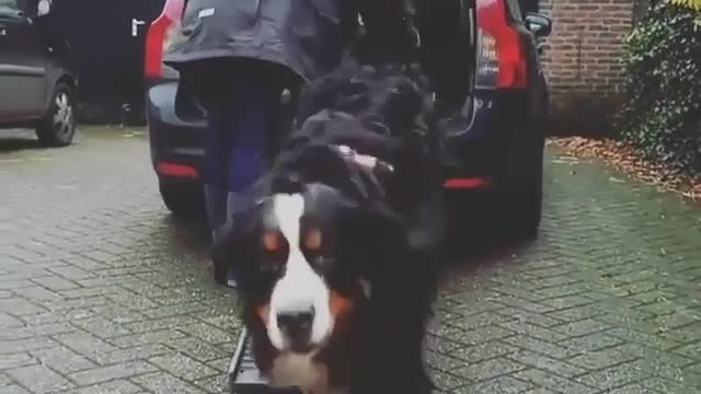 Very big dog