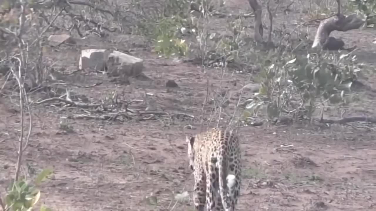 Porcupine Too Aggressive! Defeat Lion, Pitbull, Leopard-Most Amazing Moments Of Midnight Battles-16