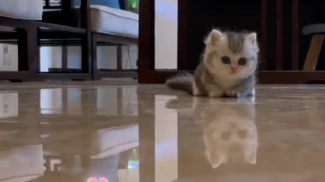 My cat could never
