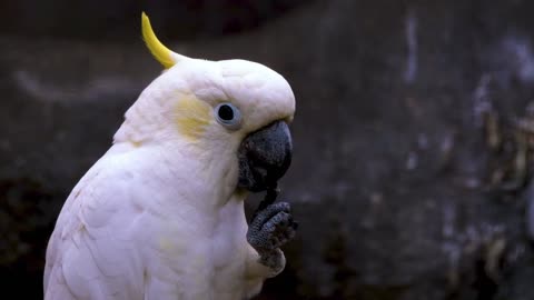 Relaxing parrots