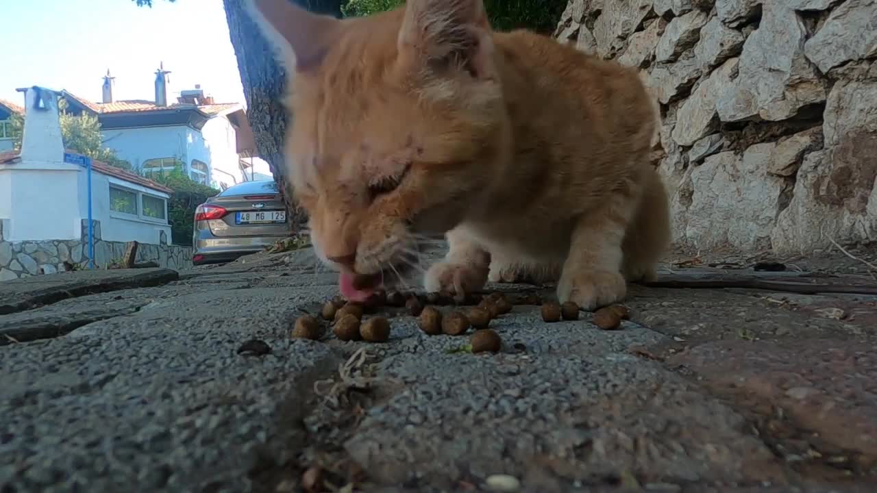 Young ginger cat asks me for food with his cute meow