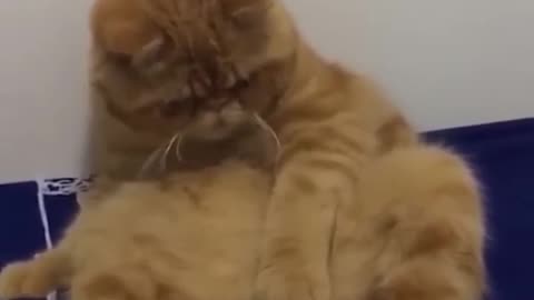 Funny videos #funny cute animals videos # cats # dogs