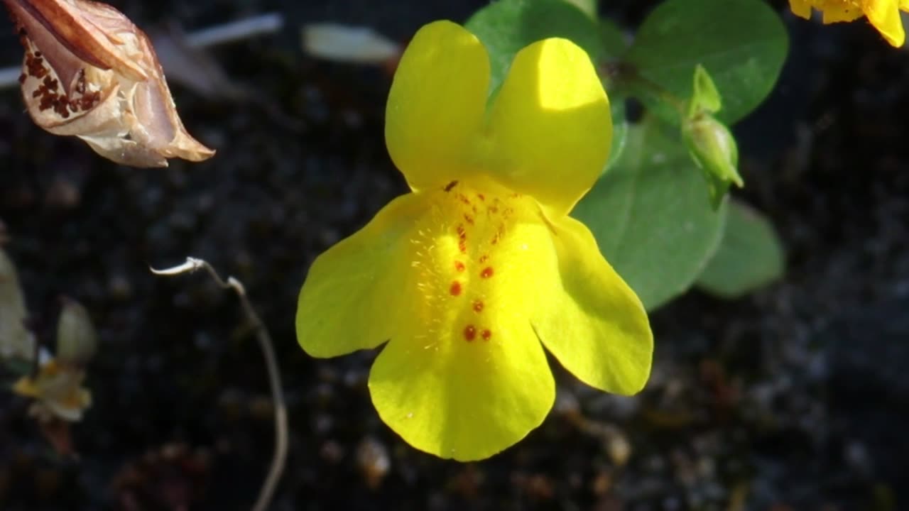 Yellow Monkey-Flower