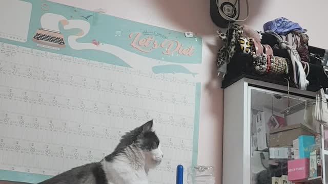 A cute cat trying to catch the steam