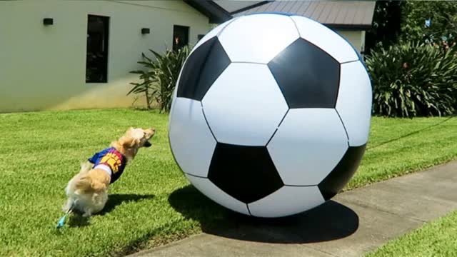 Dog playing football