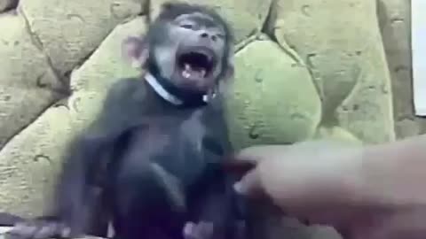 The monkey was in pain from laughing