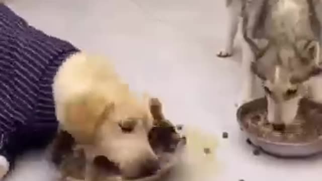 This Dog is Hungry / Funny Dog Video /Dog Eating video