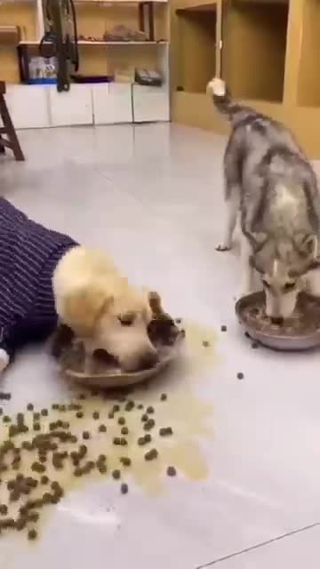 This Dog is Hungry / Funny Dog Video /Dog Eating video