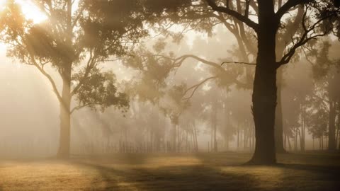 Sun raise crossing the leaves