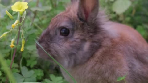 Desi dehati (Indian) rabbit 🐇