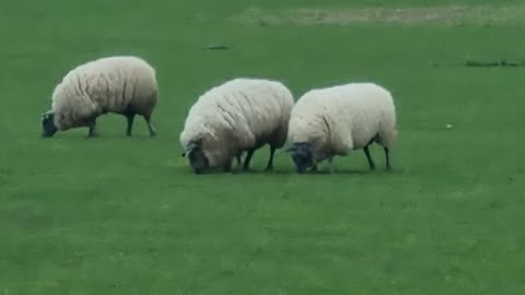 Three Nice Sheep On A Welsh Farm Field.