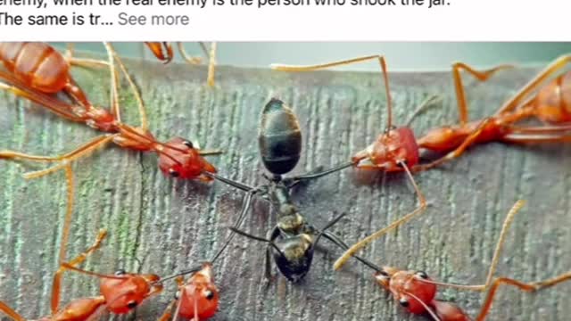 Who shook the jar to divide and conquer as in black ants vs red ants