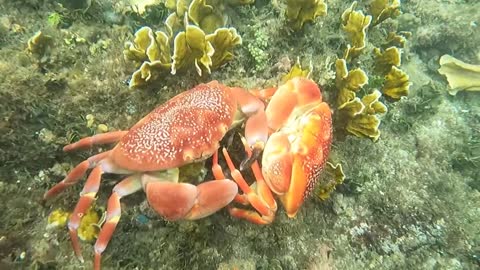 CRABS FIGHTING, Cahuita national park