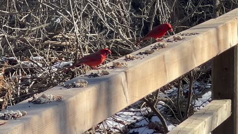 Cardinals in the house 😍😍