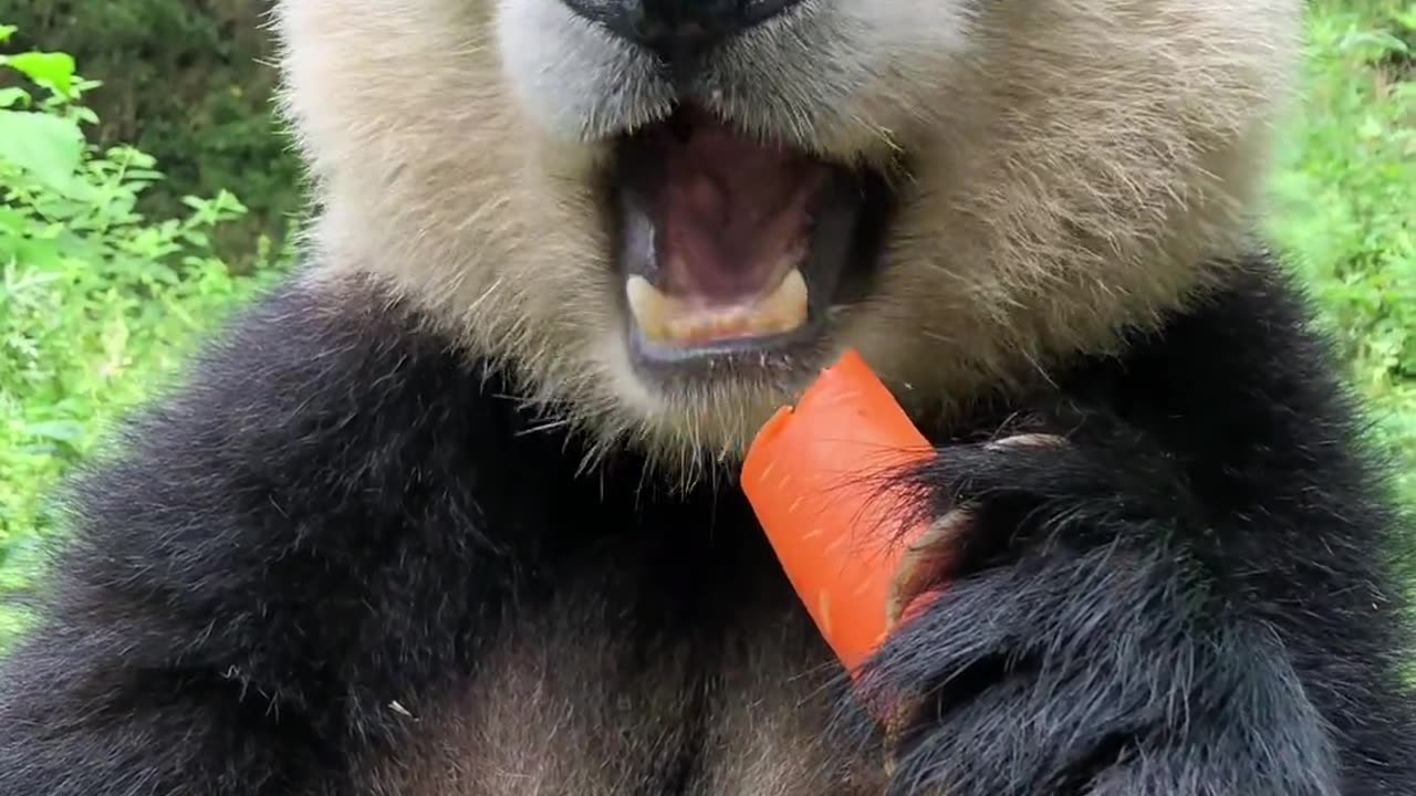 Panda eating carrot