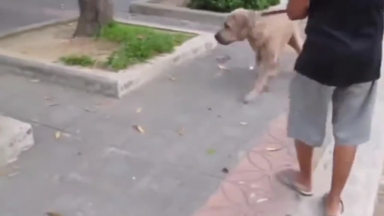 Mama cat save her little kitten from bull dog 🐕