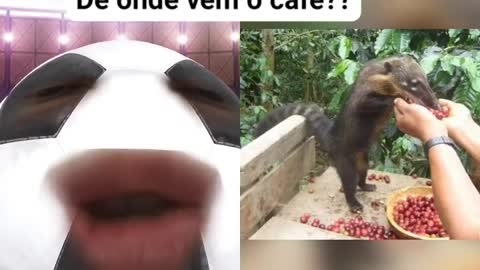 De onde vem o café 🤣🤣 curte comente compartilha e me siga