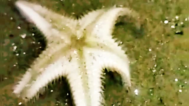 A wonderful starfish on the seashore