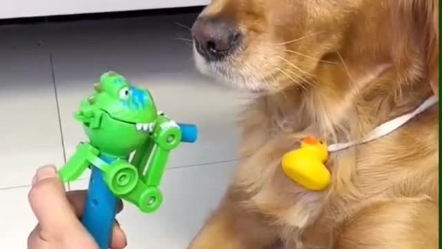 Dogs and toys
