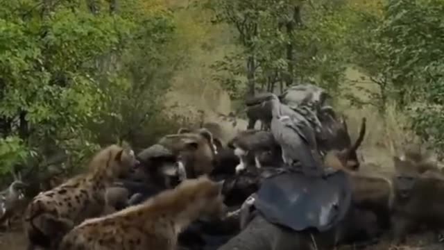 Animal World Series 204
