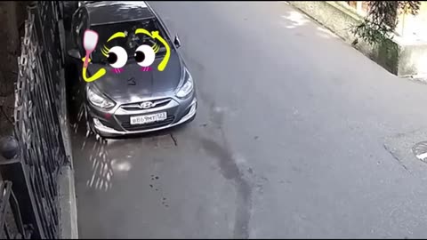 Try not to laugh! Kids, cars and animals