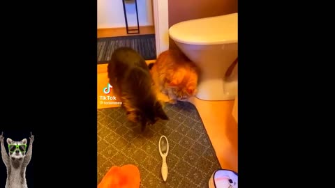 Funniest Cats And Dogs Videos 😂 - Best Funny Animal Videos 2023 😅 # 6