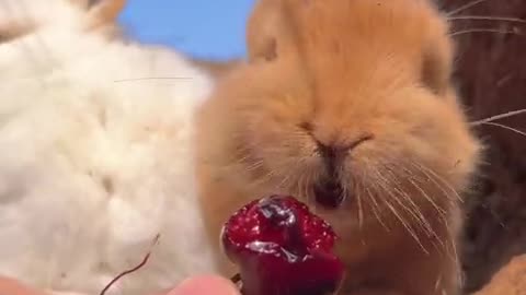 The little bunny is eating cherries, taking a bite, and its mouth is filled with juicy goodness.