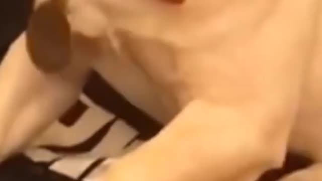 REACTION DOG
