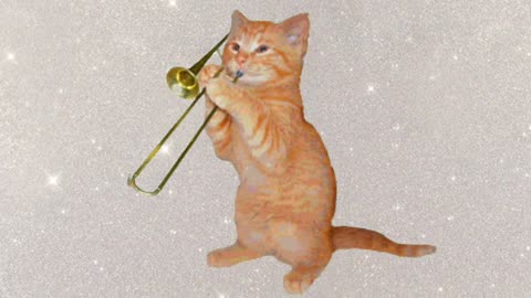 Funny Animals