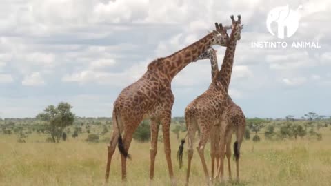 GIRAFAS NA ESTAÇÃO DE ACASALAMENTO NO SERINGUETE NA ÁFRICA - INSTINTO ANIMAL