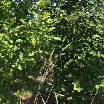 Witchhazels at our Fountainville pa farm near Philadelphia