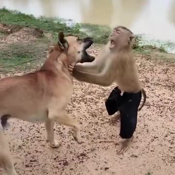 Dog Finds a New Best Friend