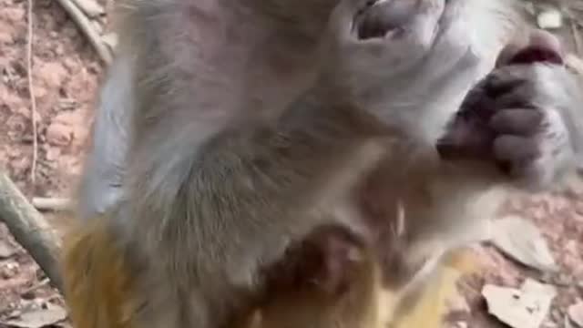 Monkey feed their baby 🥰