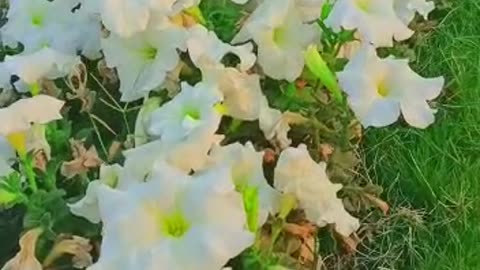 Natural and beautiful view of jasmine flowers