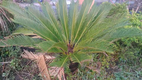 Hajj fern plants in the garden