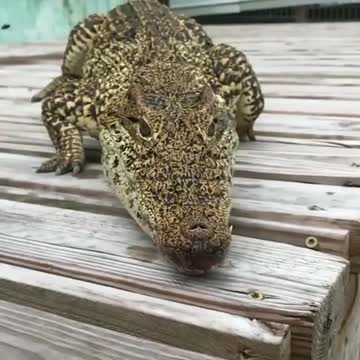 Crocodile dengerous eating video