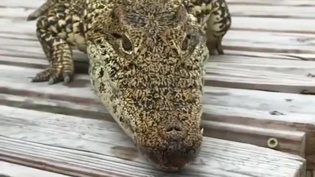 Crocodile dengerous eating video