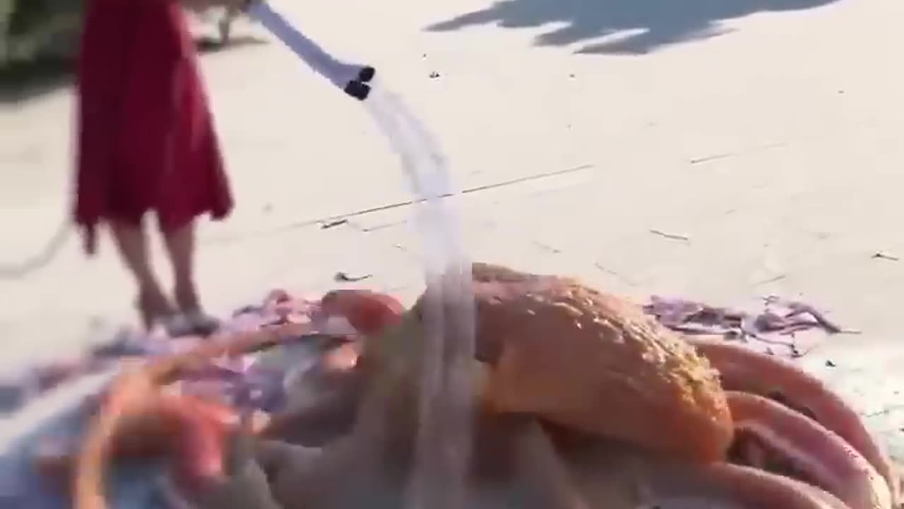 Octopus Bathing out of sea🌊