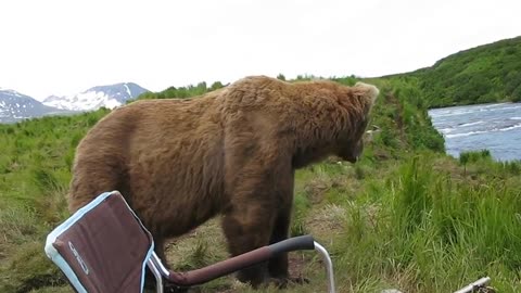wildlife