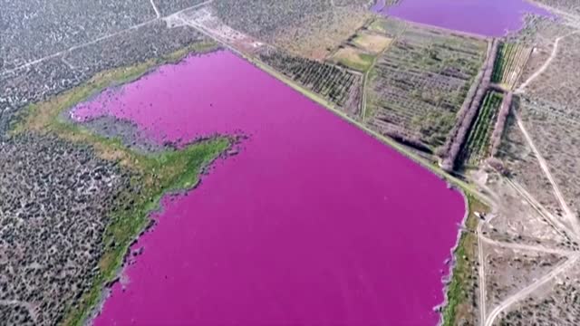 Argentina lagoon turns bright pink due to pollution