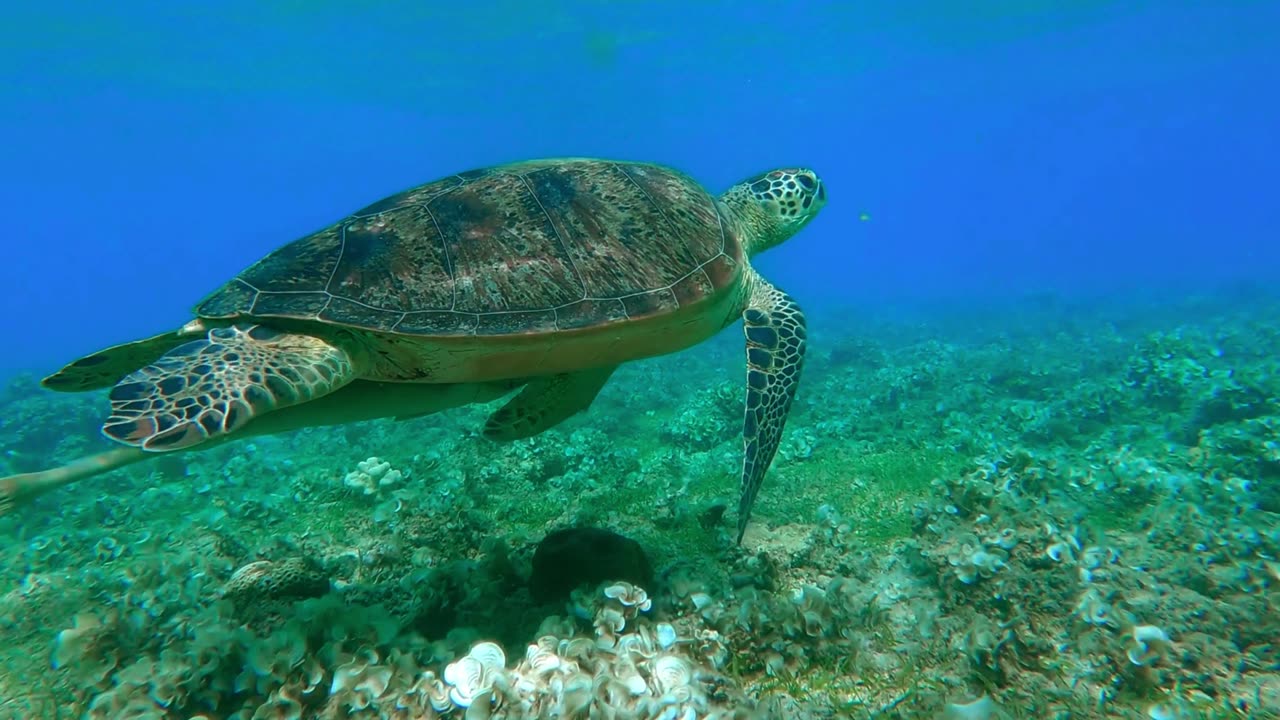 Corals in Malaysia (Podcast)