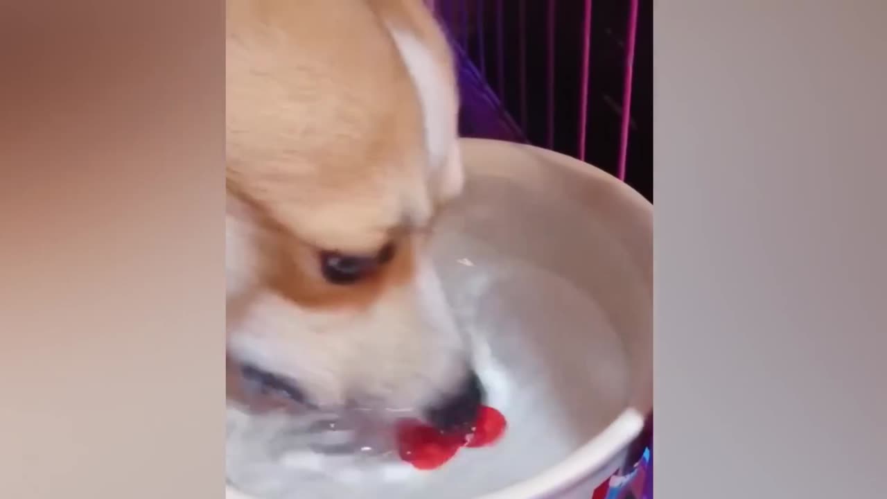 Fun With my pet