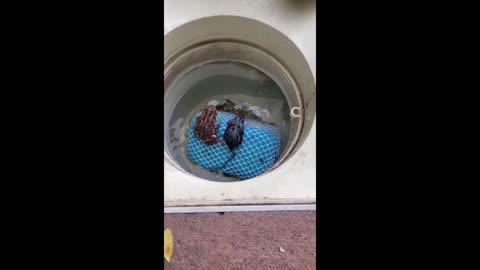 Frog & mouse friends chill together in pool filter