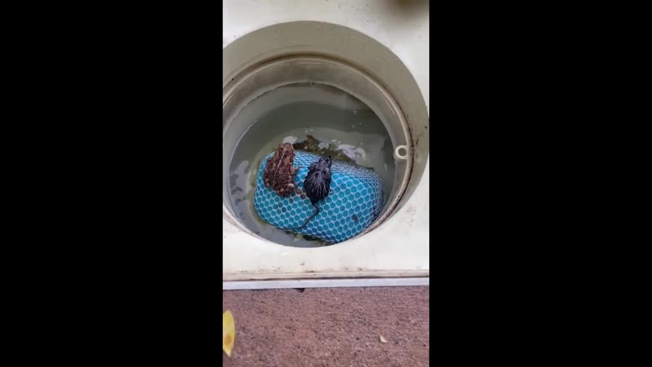 Frog & mouse friends chill together in pool filter