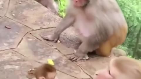 This Monkey's 🐵🙇‍♂️ Caring Towards Her Baby 🤐💖💯 Is Heart Melting 🥺❤️‍🔥