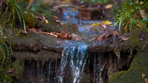 Enchanting Autumn Forests with Beautiful Piano Music