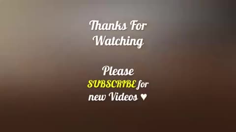 Funny Animals Video
